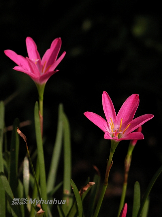 ˳���������ģ��ĳ���PP��������ȱ����θ�