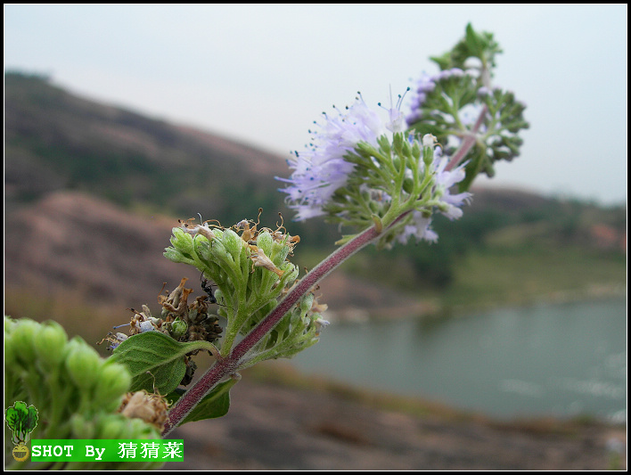 �л������з羰