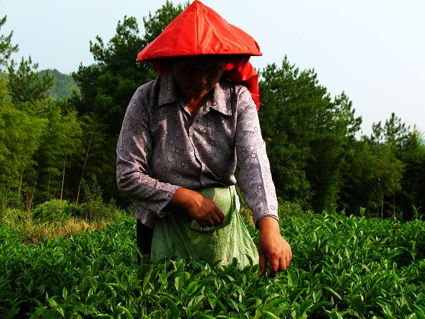 ���ǲɲ�Ҷ�Ĵ���...