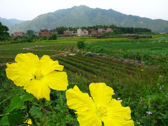 ��Ƭɽ�µ��ʻ�