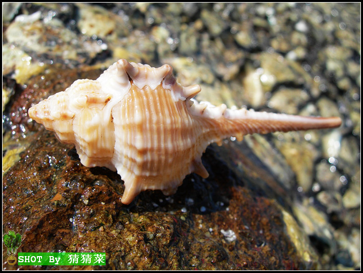 ��̲�ϵı���