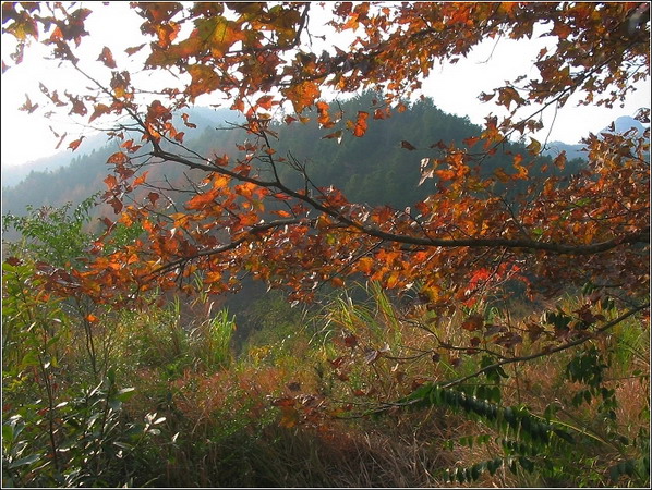 ����ɽ���ķ�Ҷ