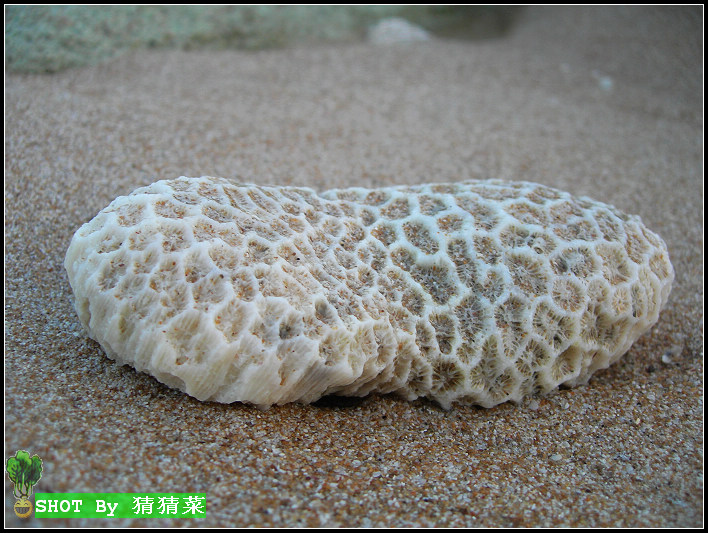 ��һ��ɺ��