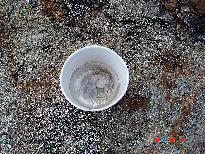 ��Ӫ�ر�׽��Сз��ľ�з��Ȼ�б���ɫ,��!