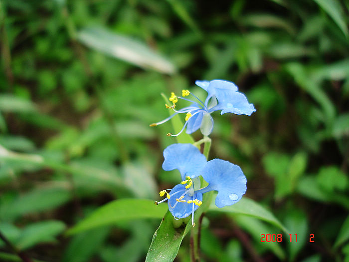 ����ʦ͵ѧ�ġ�΢�ࡱ��