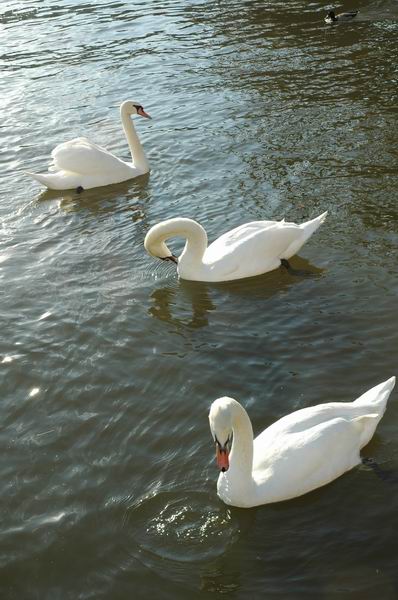 �����˸�����������ŵ����