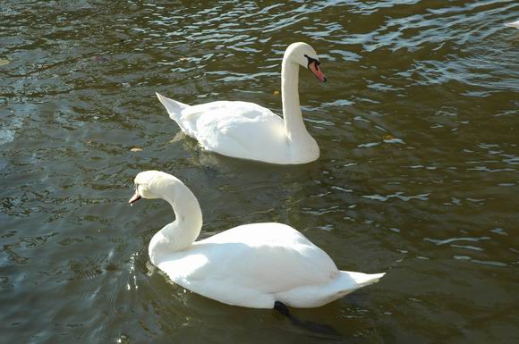 �����˸�����������ŵ����