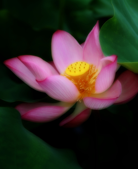 ѧϰ���С���