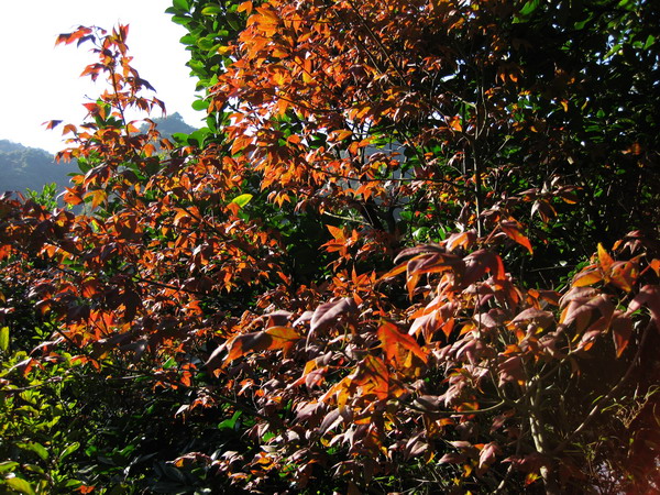 ��Ҷ����