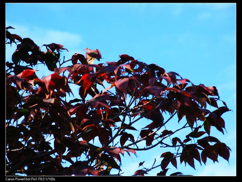 IMG_7159 (��) (��).JPG