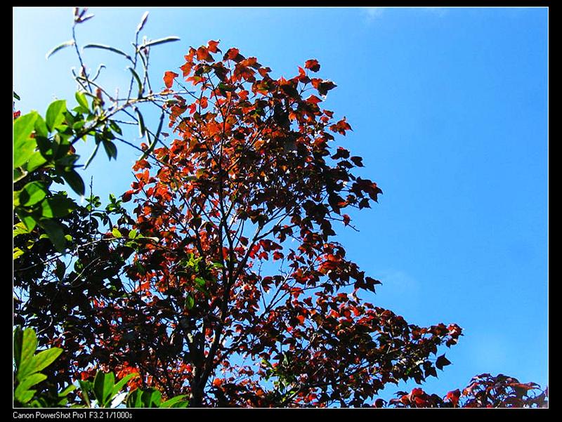 IMG_7161 (��) (��).JPG