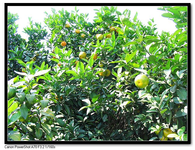 ��Ƭ 006_nEO_IMG.jpg