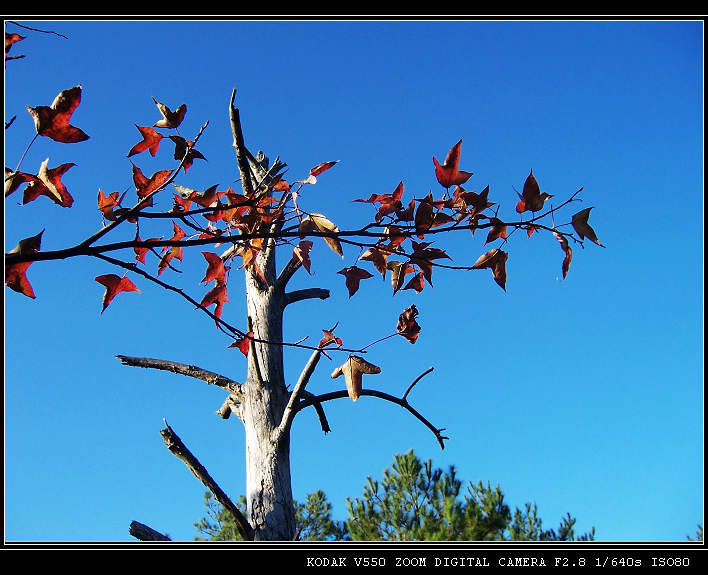 �·�����ɽ��Ҷ1 050.jpg