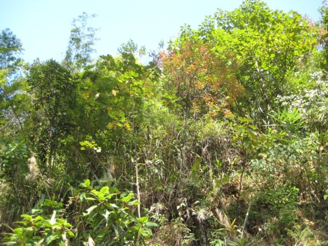 �ʼ�ɽ���к�Ҷ