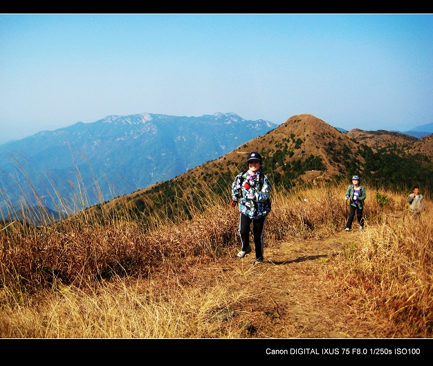 Ҷ���򶥷������