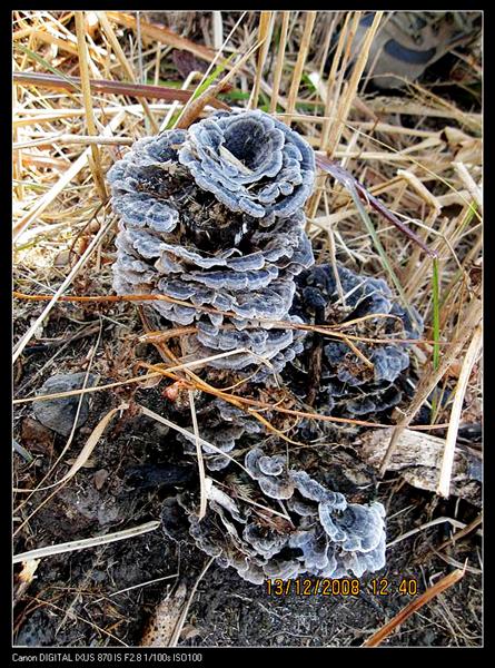 Ī�Ǵ����е���֥�ɲ�