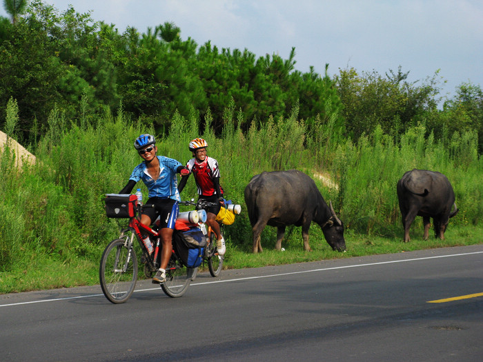 ����....ɽ����ţ....