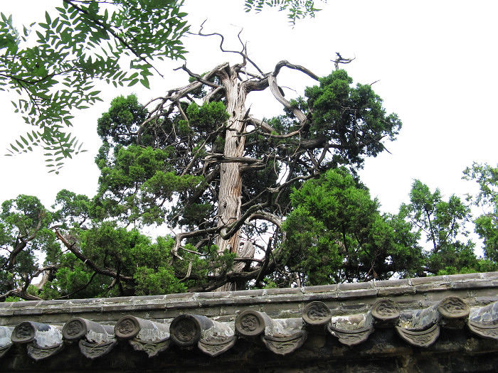 �׸�ǧ�����