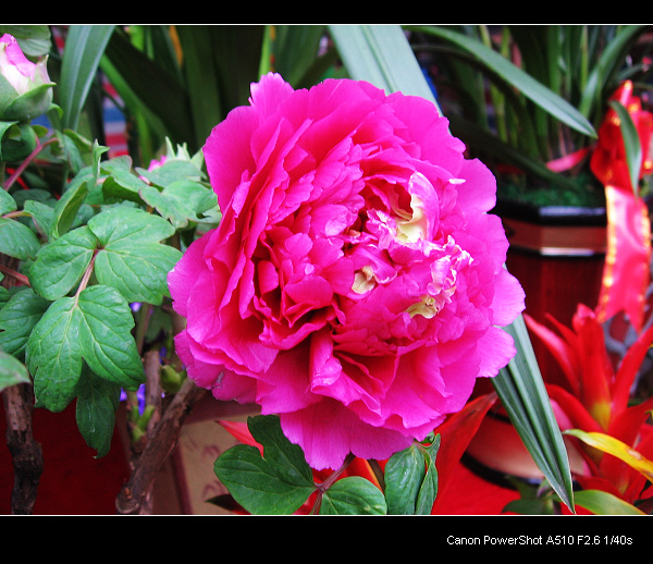 ������ĵ��