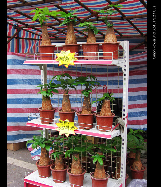 ���㷢����