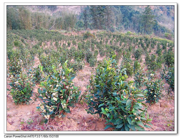 �Ҽ���������Ʒ��ʯ�����衪������ľ��Ӫ���ԭ���أ�����600���ף���ɫ����Ⱦ