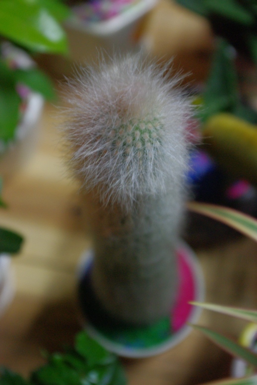 ��q�������ơ�����