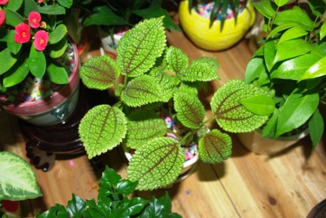 ϲ��������СС��ɫֲ��