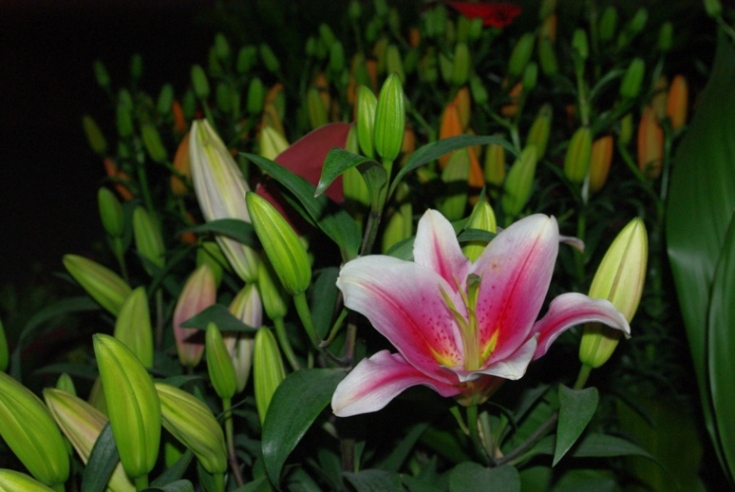 �ұ����գ�����Ҫ֪��ʲô������һ����������ʰ�