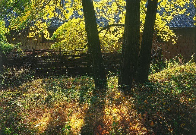 ��������ƺ��