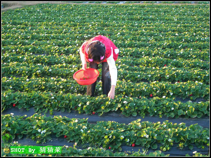 �ɲ�ݮ��ţС��