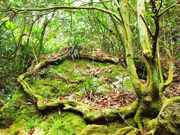 �̸�����