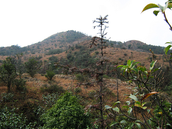 ����ɽ��