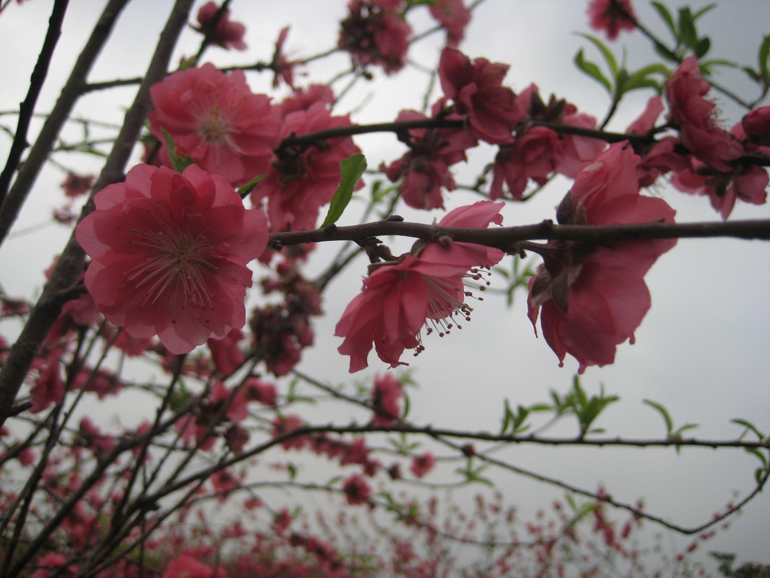 ǧ�����ѹ֦��