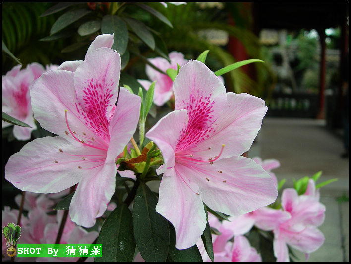 �������䣬����һ֧