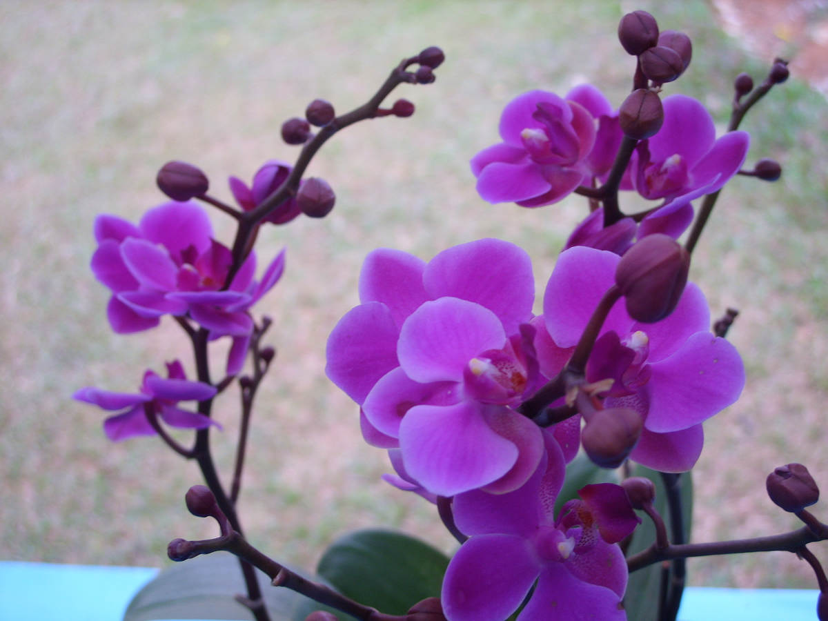 ����԰����չ