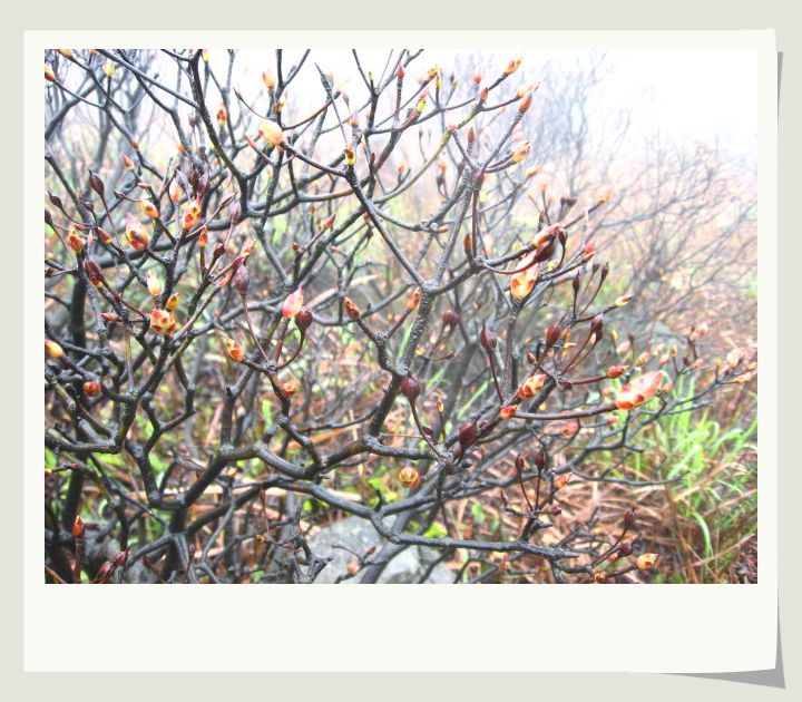 ���ӻ���