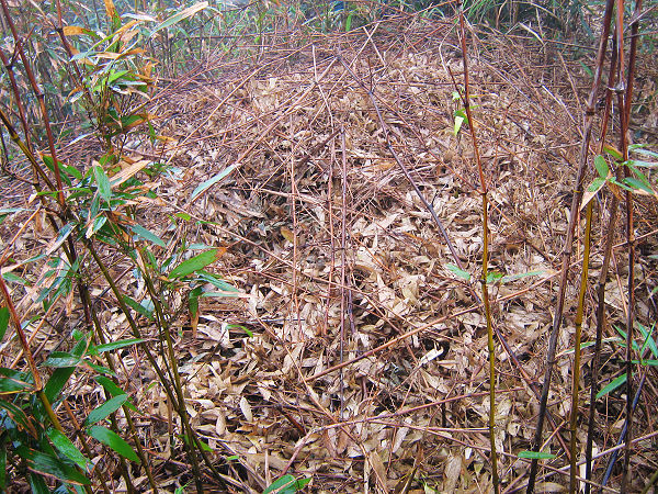 ż��ɽ����