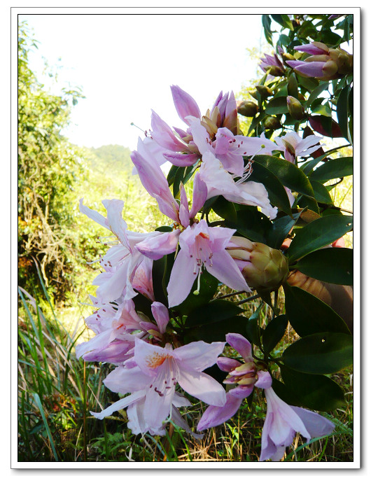 ��������ϲӭ����