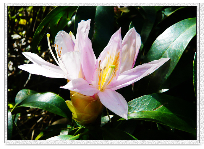 ������ã�������Ҷ���ģ�