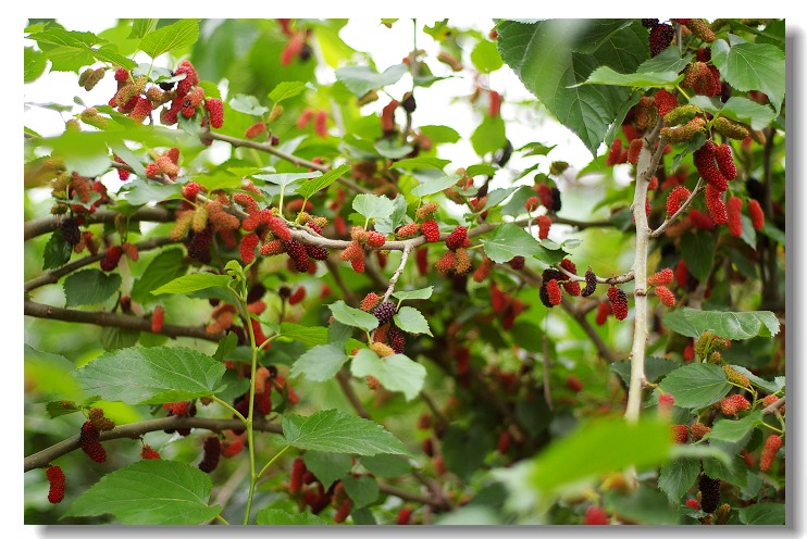 ��������ˮ��ɣ����