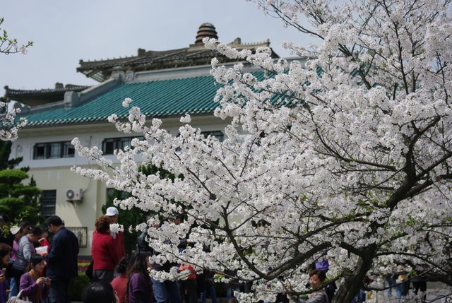 ��ɫ��ӣ������ɫ������ݶ�