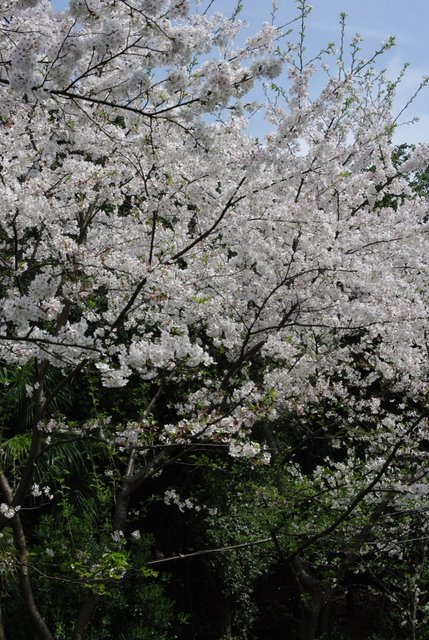 ӣ������ʢ��