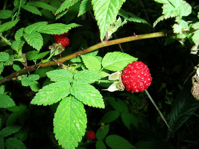 ����ӣ�������