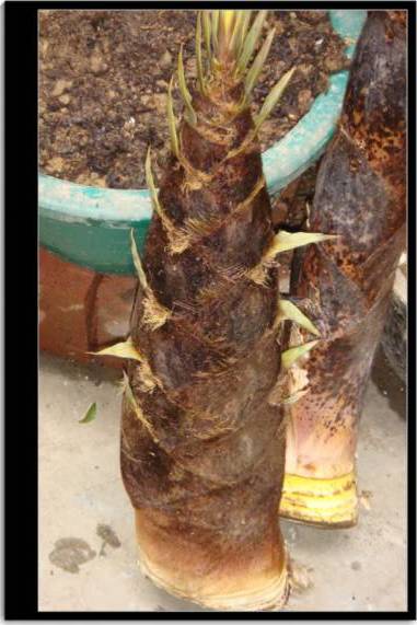 TX���ڵ�����