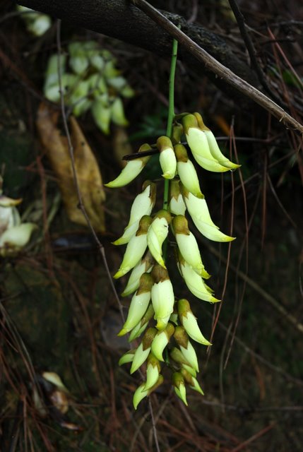 ��ҹ����