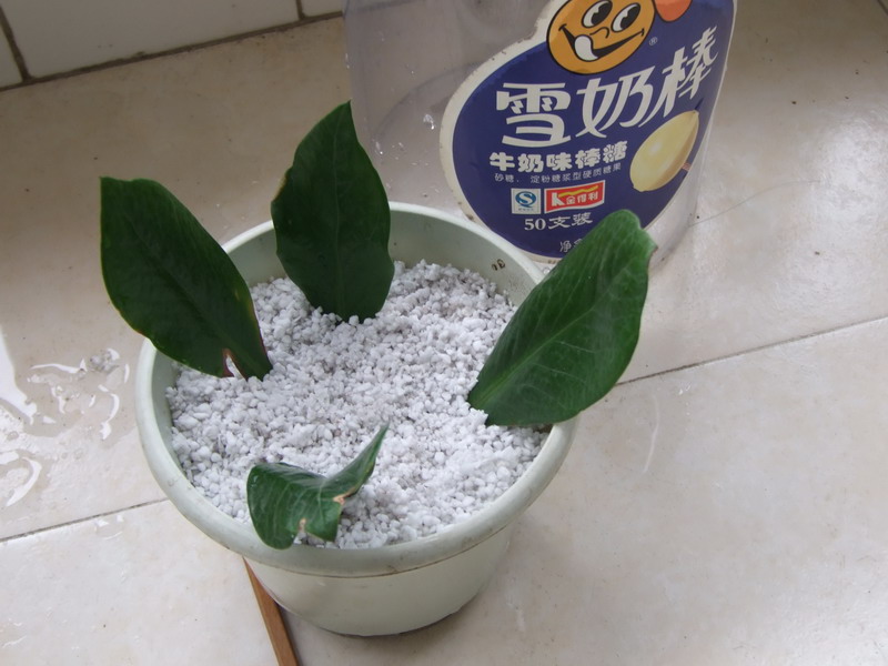 Ҷ���Ǯ�� 082.jpg