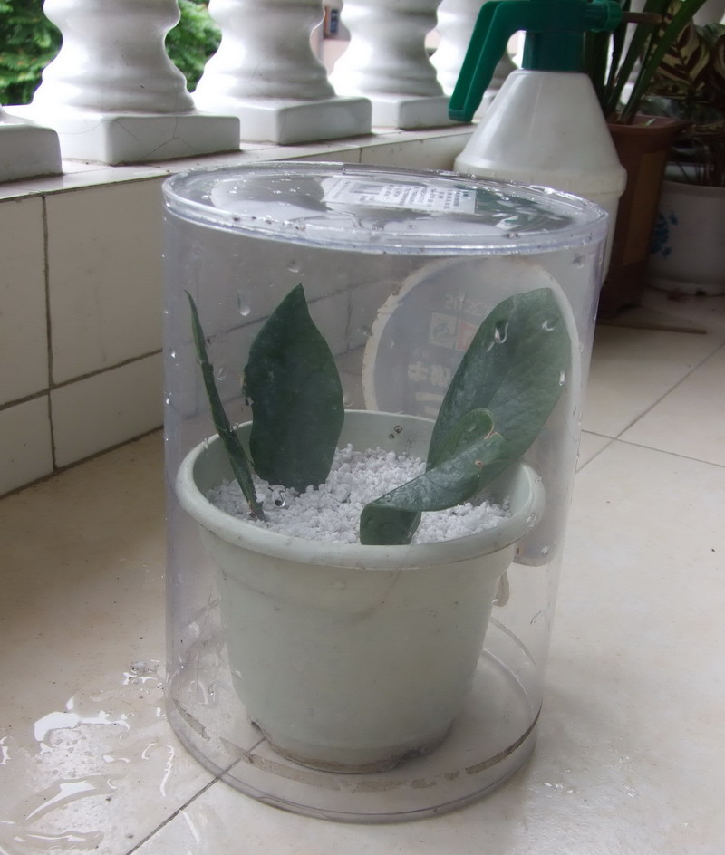 Ҷ���Ǯ�� 085.jpg