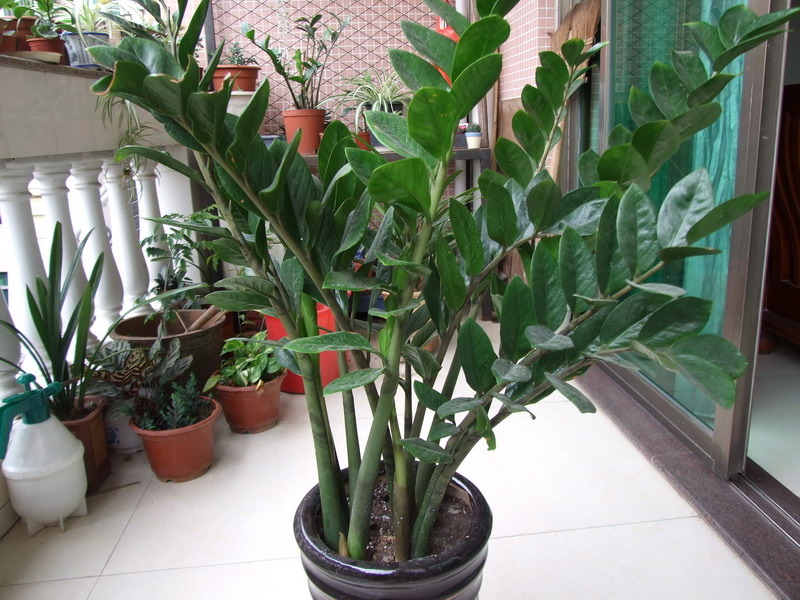 Ҷ���Ǯ�� 014.jpg