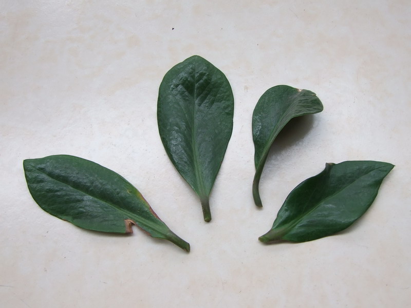 Ҷ���Ǯ�� 020.jpg