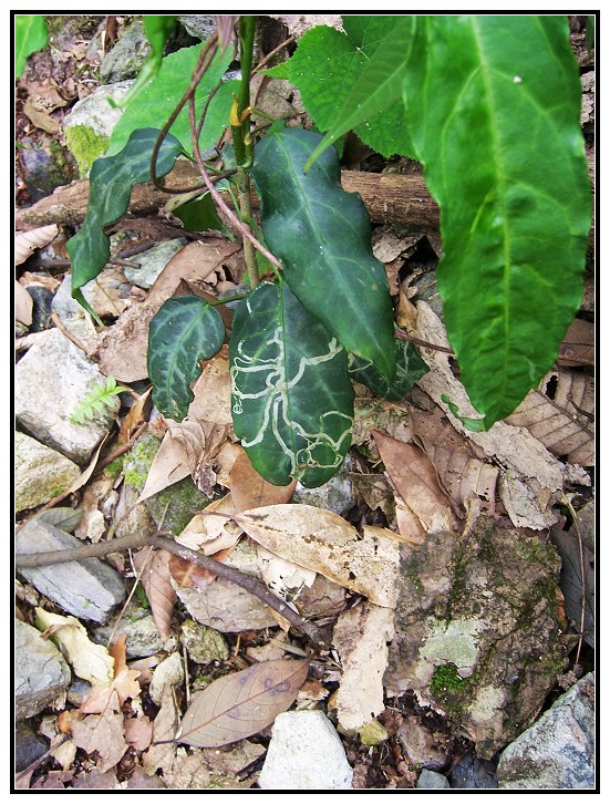 21 ��Ȼ�ʻ�.jpg